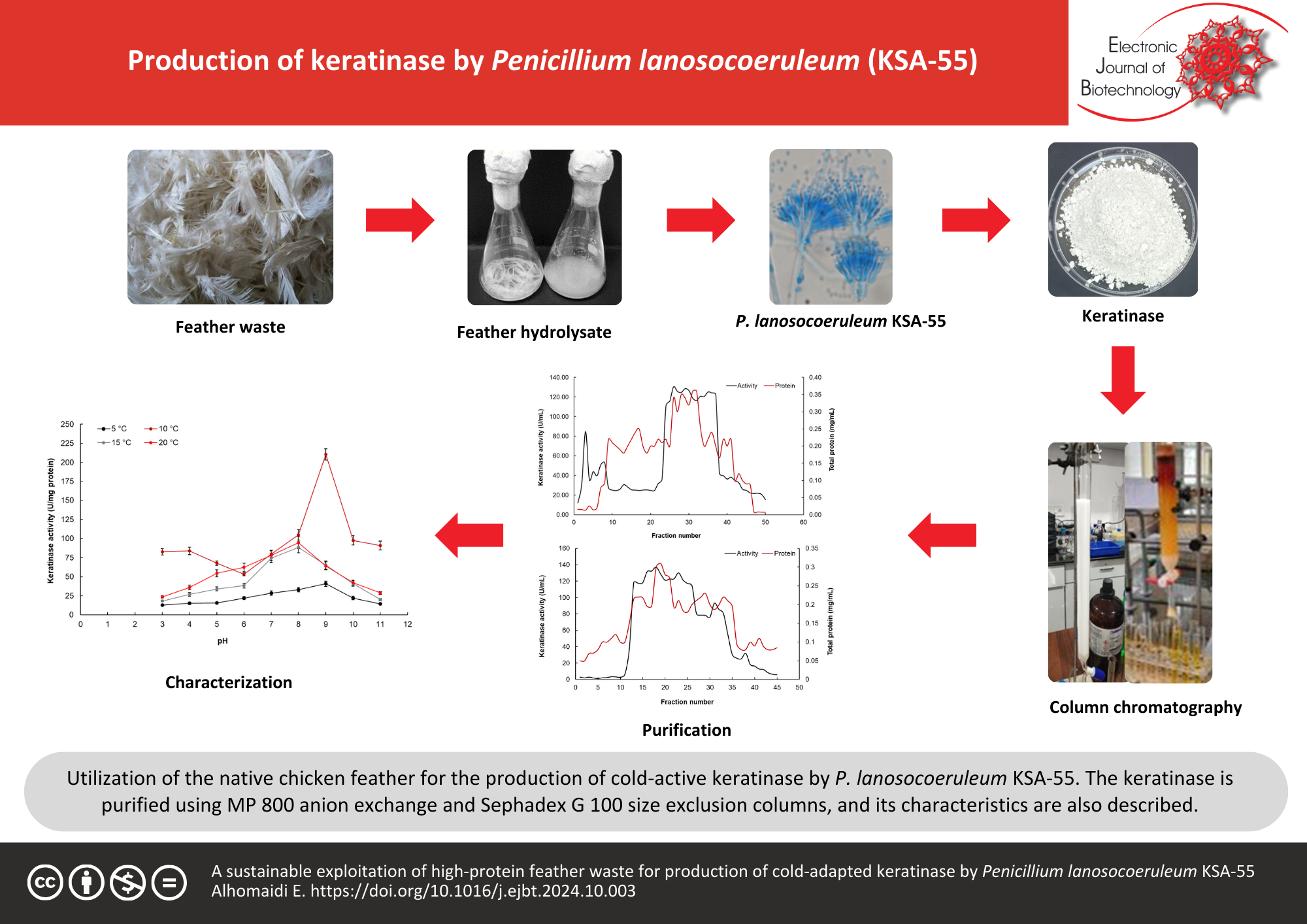 A sustainable exploitation of high-protein feather waste for production of cold-adapted keratinase by Penicillium lanosocoeruleum KSA-55