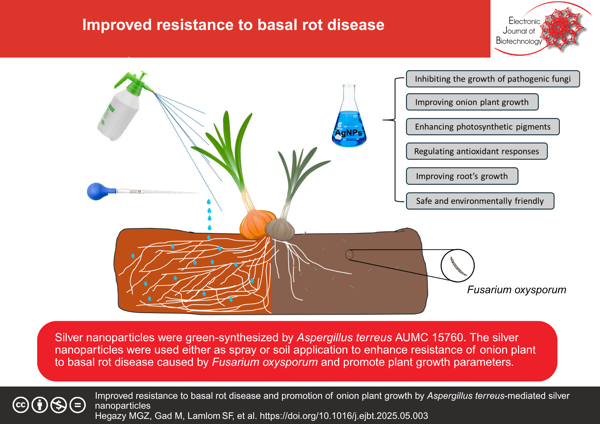 Improved resistance to basal rot disease and promotion of onion plant growth by Aspergillus terreus-mediated silver nanoparticles