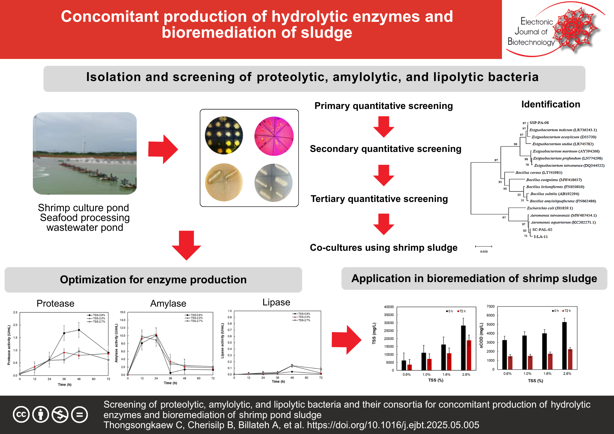Screening of proteolytic, amylolytic, and lipolytic bacteria and their consortia for concomitant production of hydrolytic enzymes and bioremediation of shrimp pond sludge