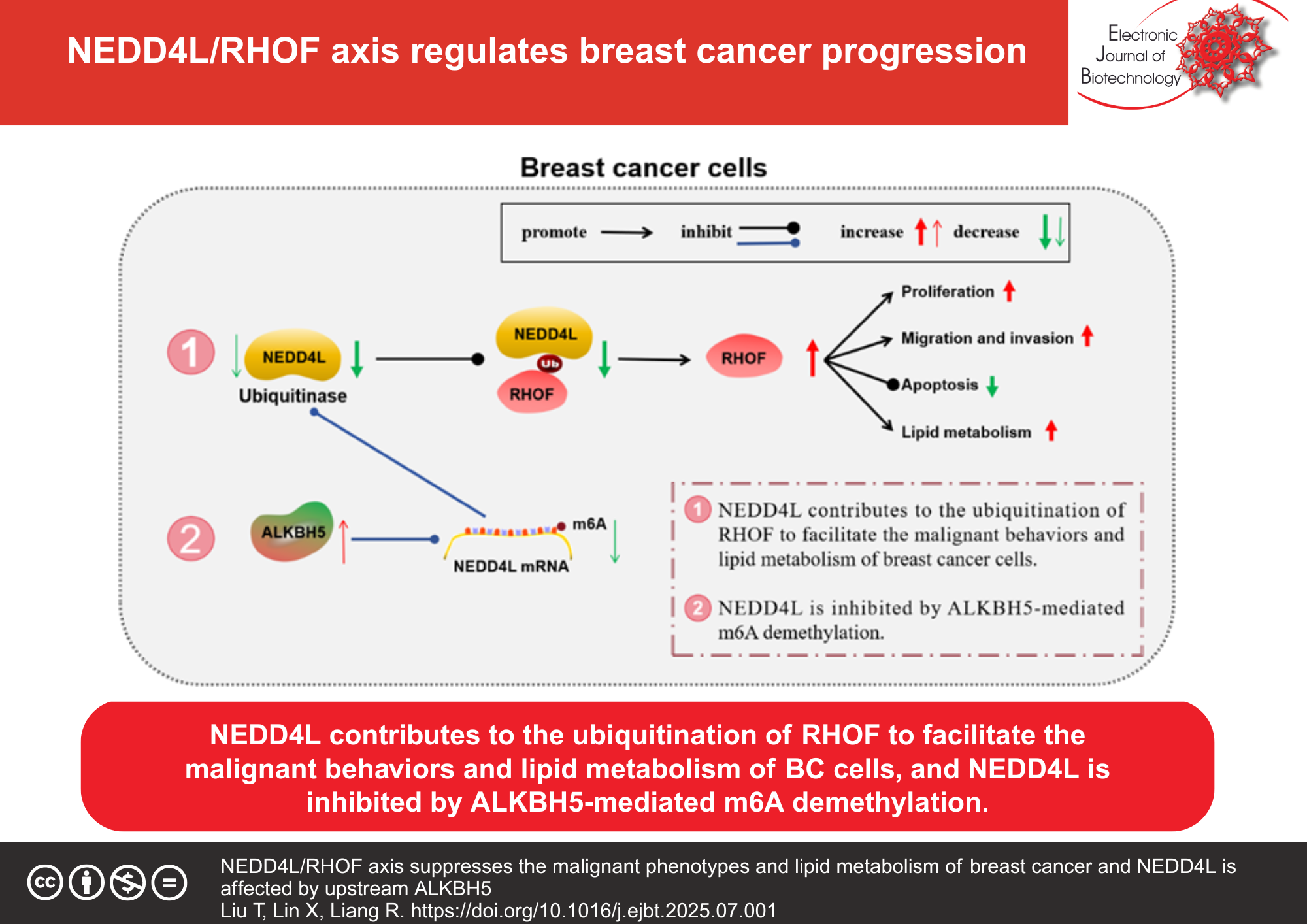 NEDD4L/RHOF axis suppresses the malignant phenotypes and lipid metabolism of breast cancer and NEDD4L is affected by upstream ALKBH5
