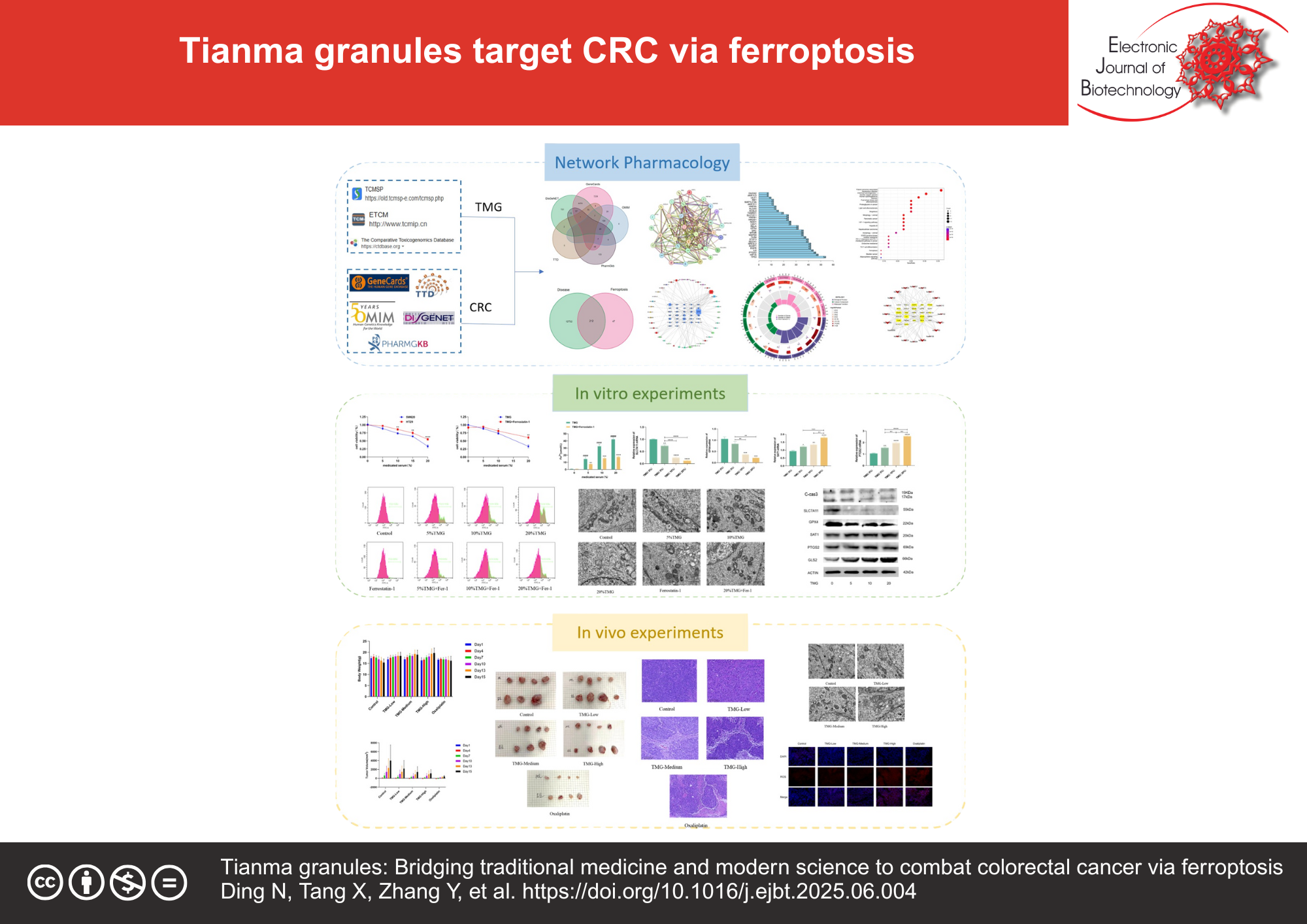 Tianma granules: Bridging traditional medicine and modern science to combat colorectal cancer via ferroptosis