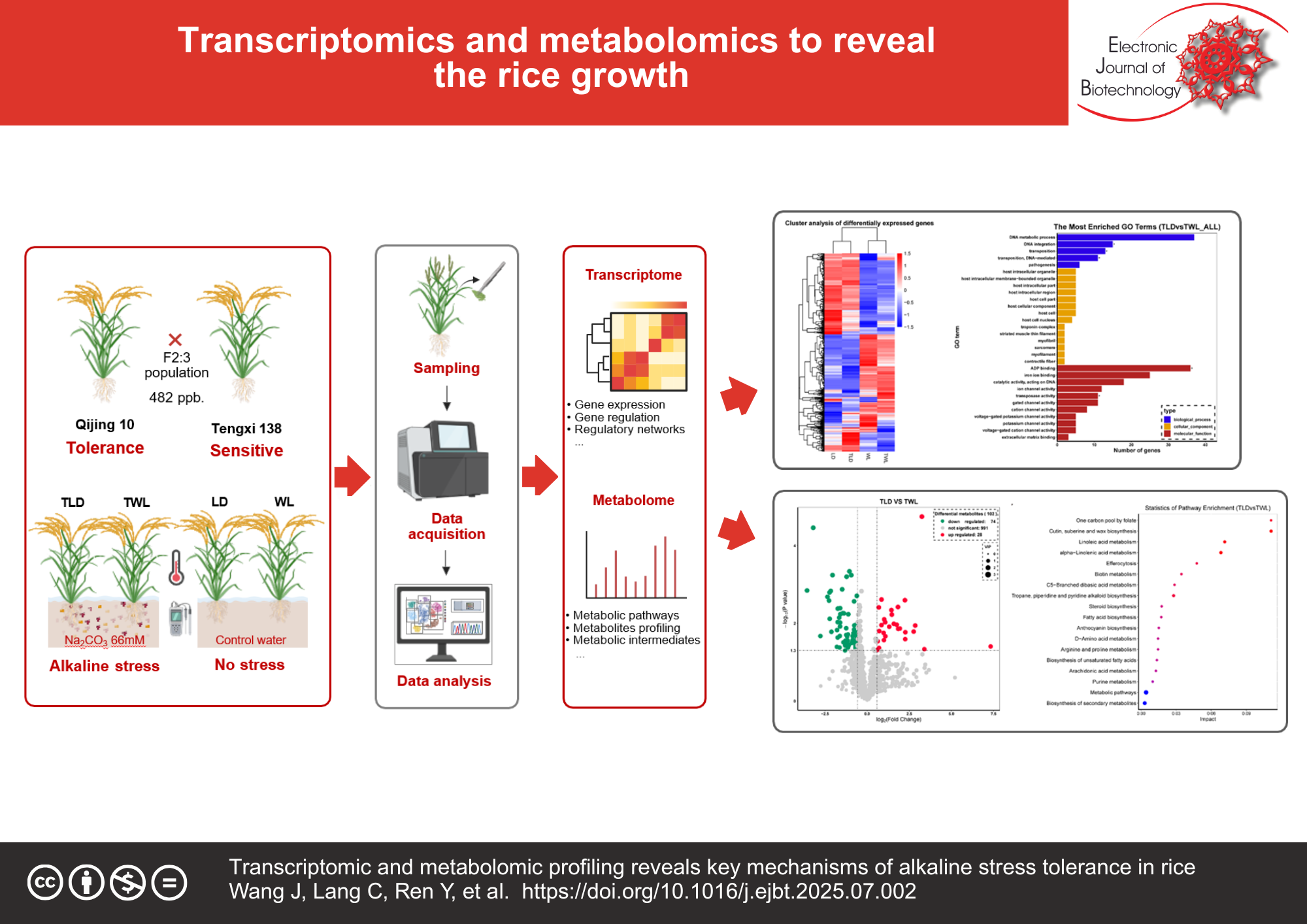 Transcriptomic and metabolomic profiling reveals key mechanisms of alkaline stress tolerance in rice