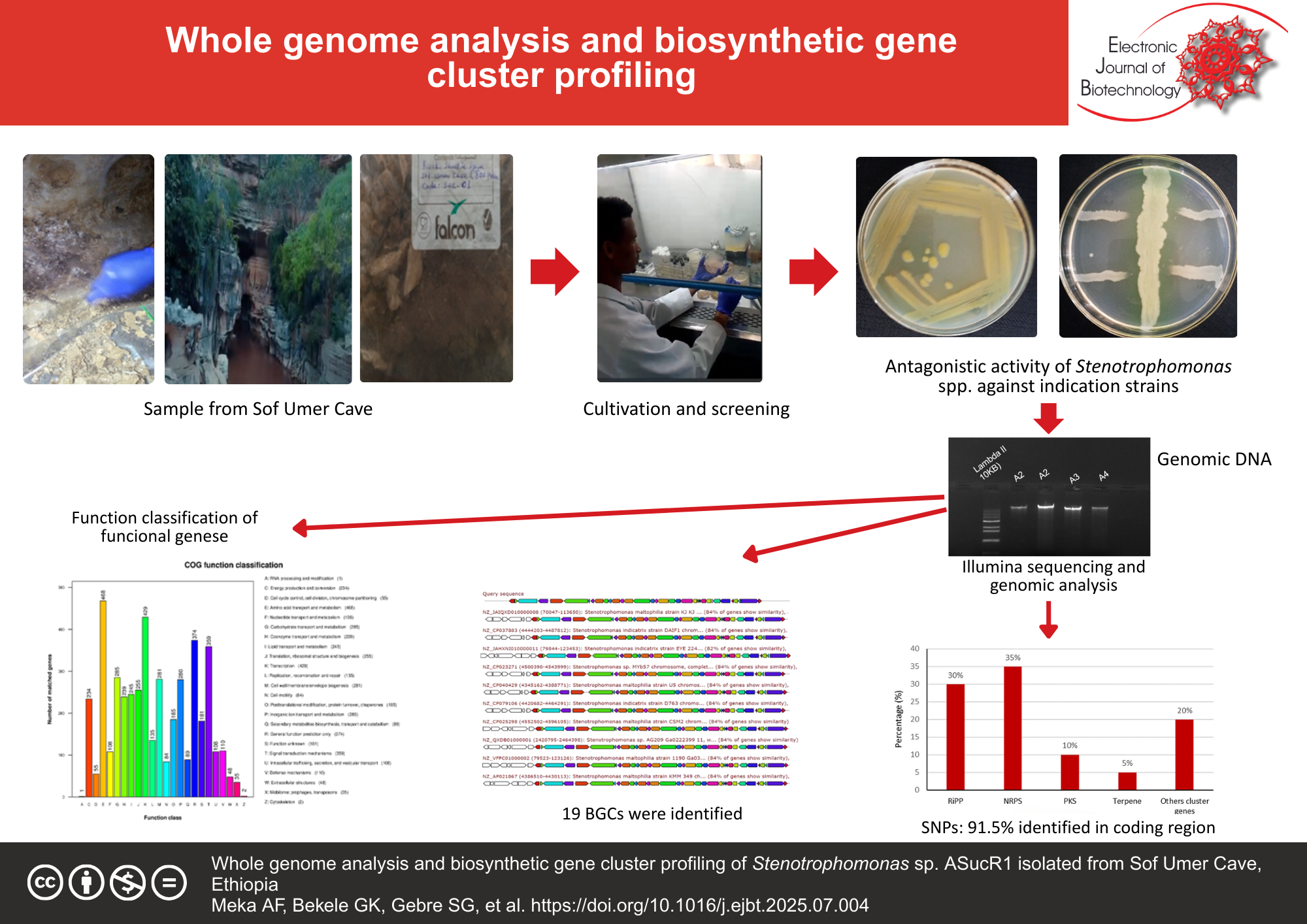 Whole-genome analysis and biosynthetic gene cluster profiling of Stenotrophomonas sp. ASucR1 isolated from Sof Umer Cave, Ethiopia