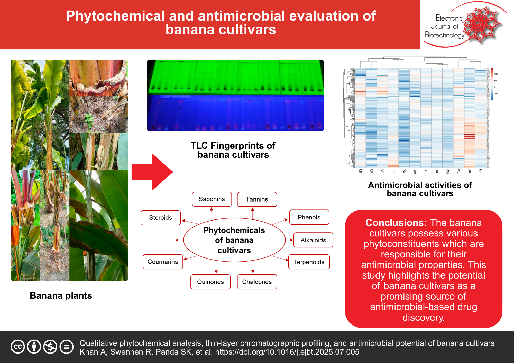 Qualitative phytochemical analysis, thin-layer chromatographic profiling, and antimicrobial potential of banana cultivars
