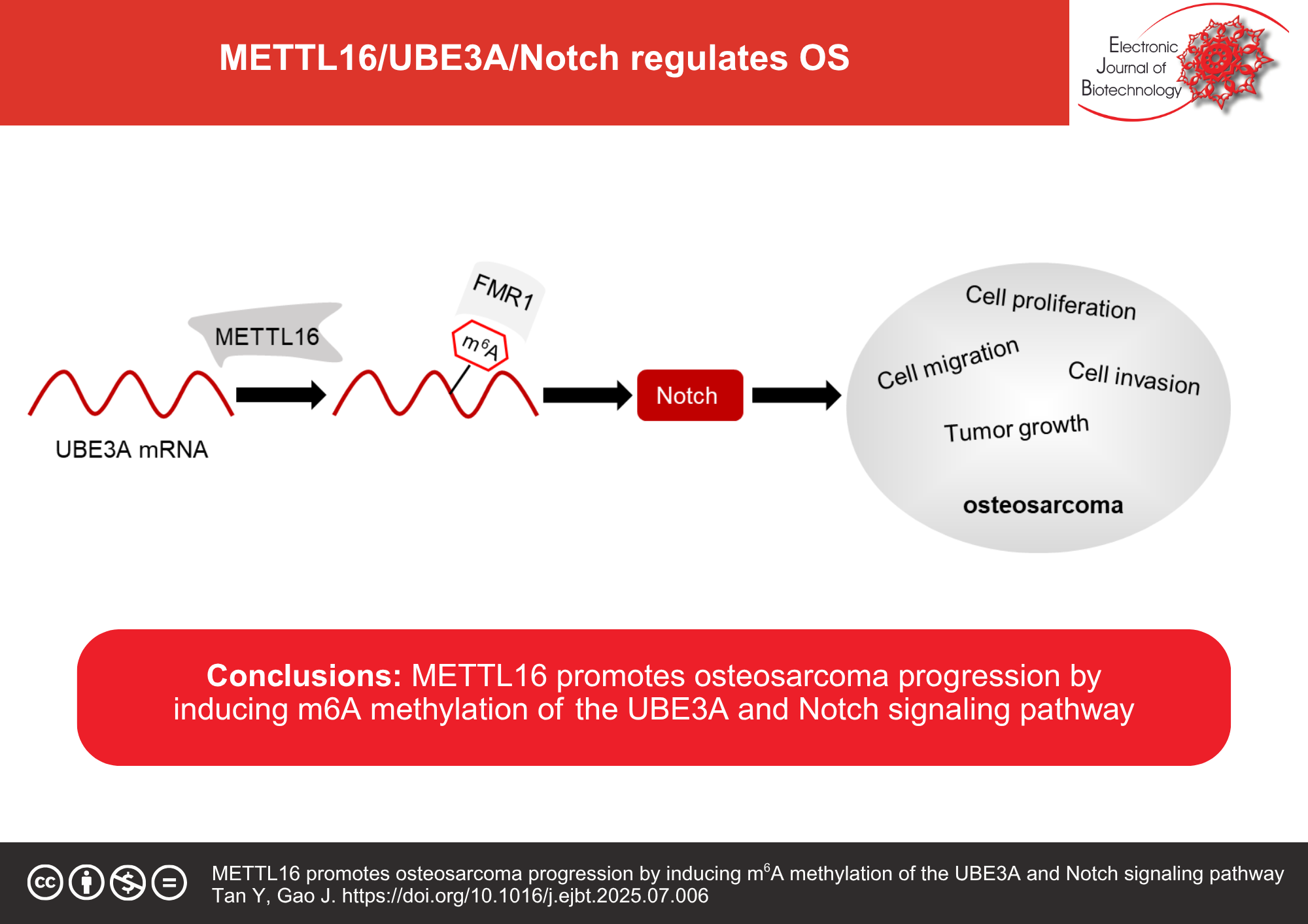 METTL16 promotes osteosarcoma progression by inducing m6A methylation of the UBE3A and Notch signaling pathway