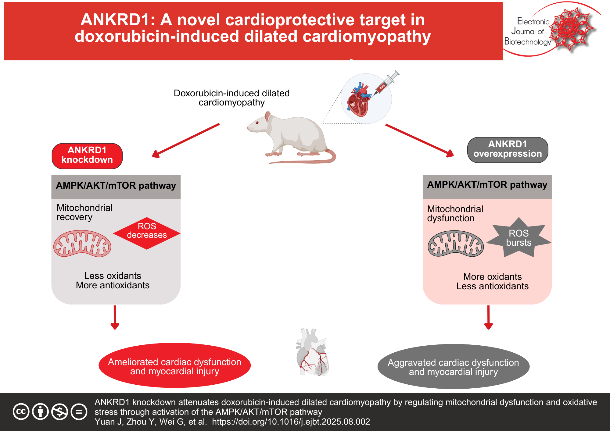 ANKRD1 knockdown attenuates doxorubicin-induced dilated cardiomyopathy by regulating mitochondrial dysfunction and oxidative stress through activation of the AMPK/AKT/mTOR pathway