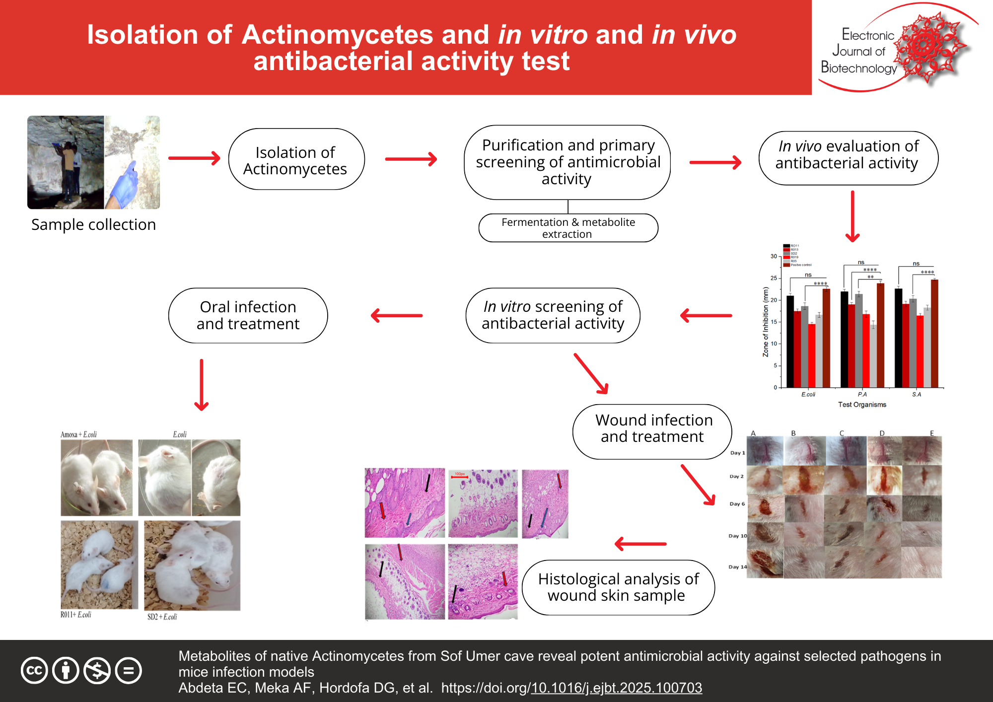 Metabolites of native actinomycetes from Sof Umer cave reveal potent antimicrobial activity against selected pathogens in mice infection models