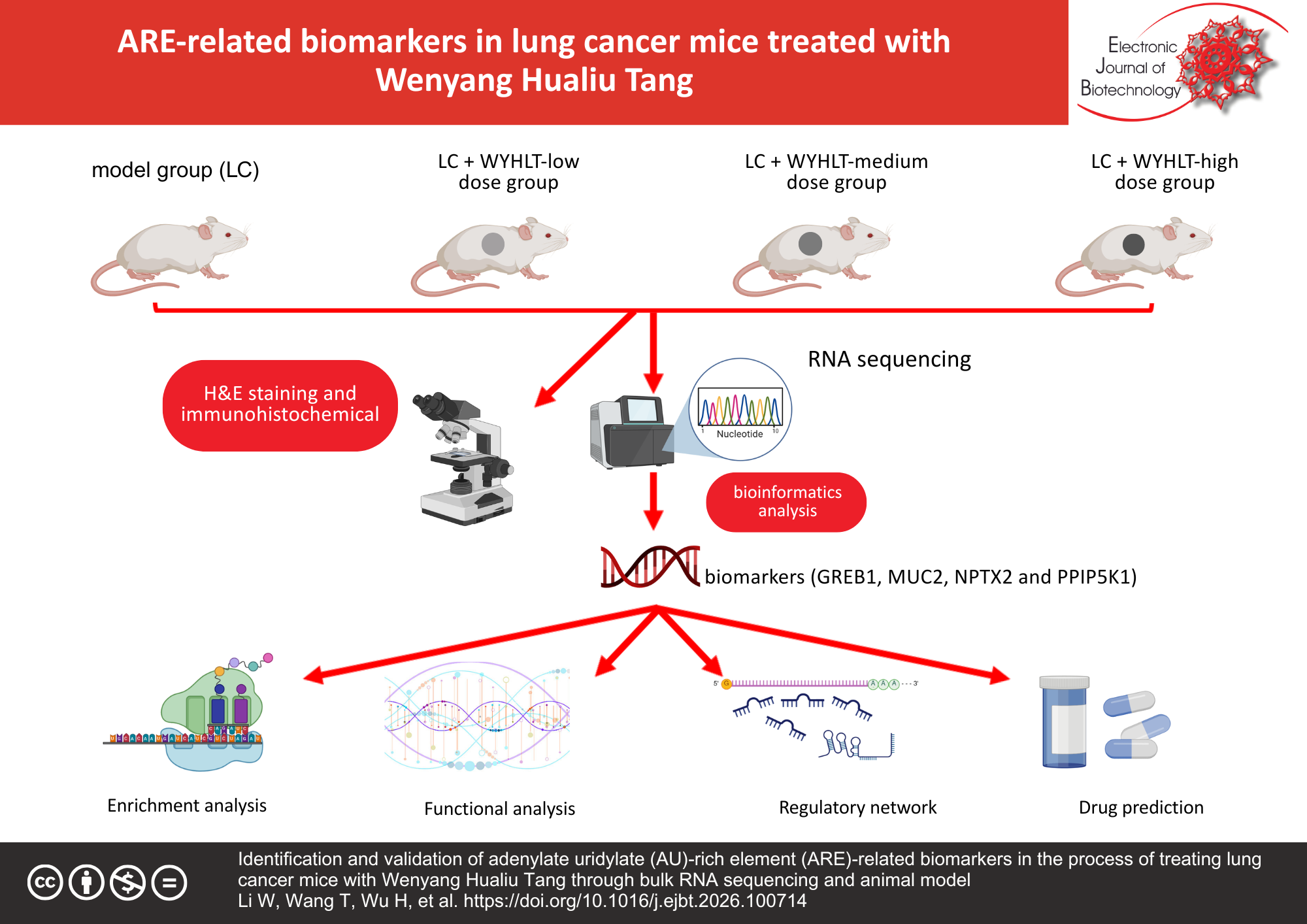 Identification and validation of adenylate uridylate (AU)-rich element (ARE)-related biomarkers in the process of treating lung cancer mice with Wenyang Hualiu Tang through bulk RNA sequencing and animal model