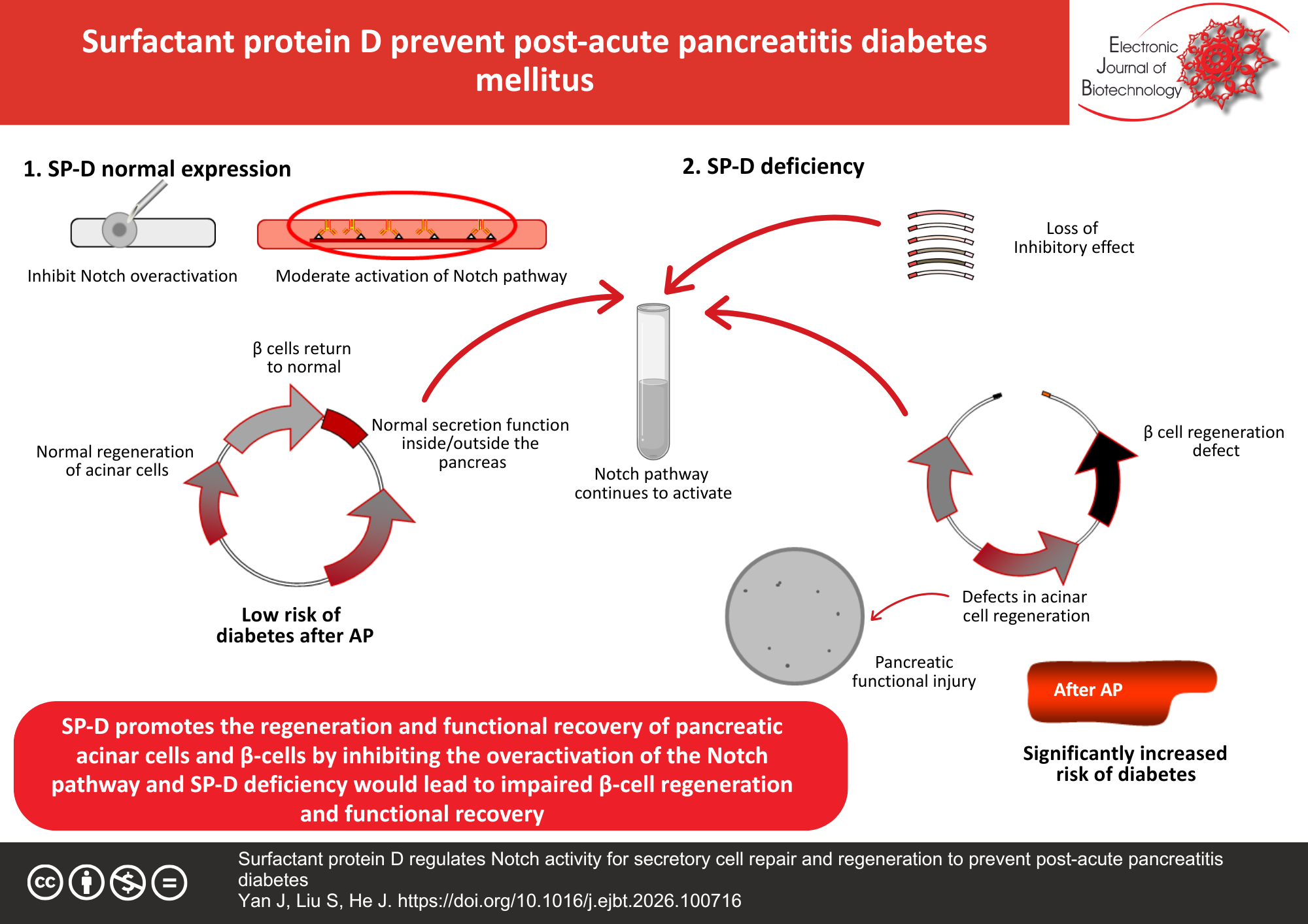 Surfactant protein D regulates Notch activity for secretory cell repair and regeneration to prevent post-acute pancreatitis diabetes