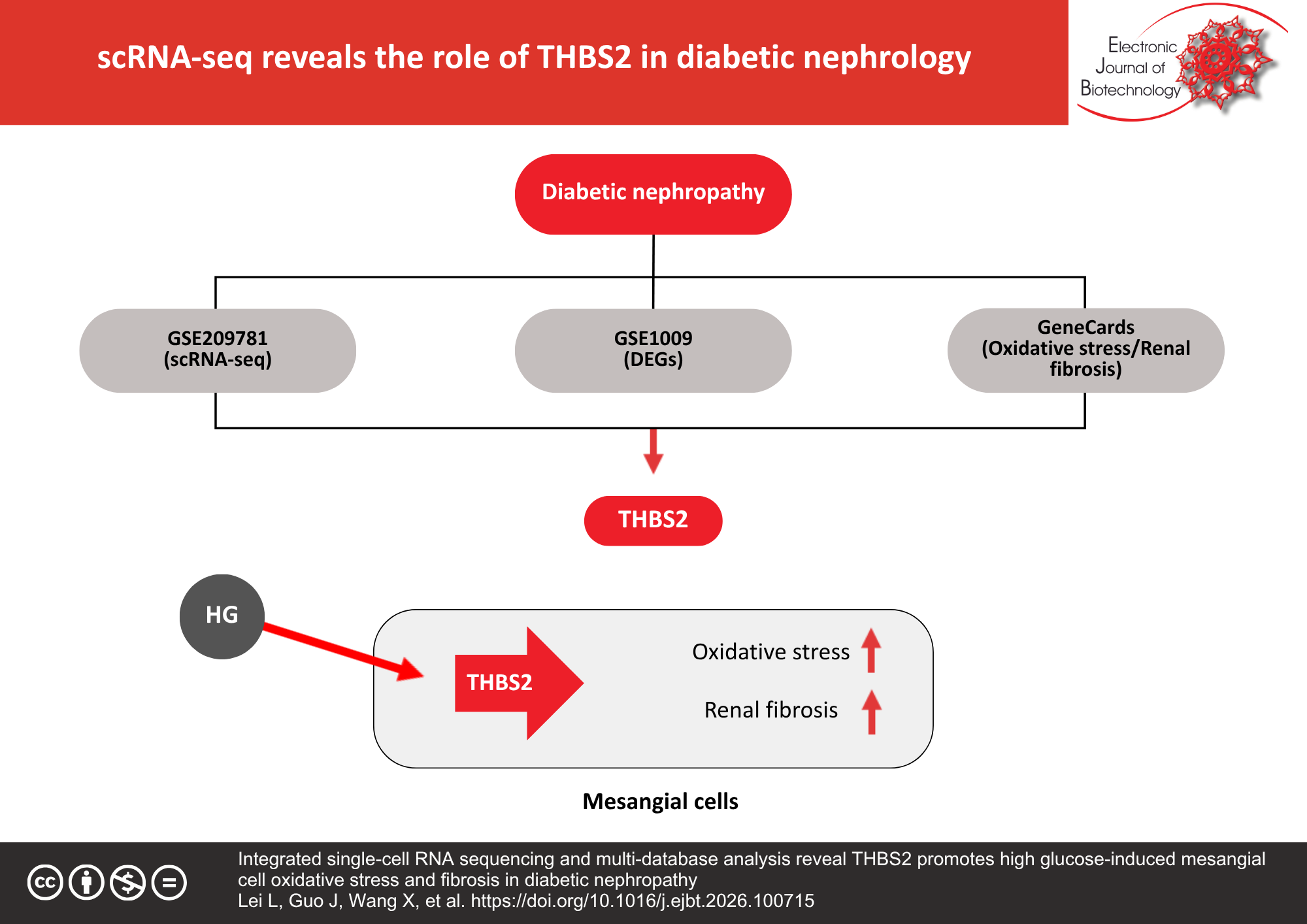 Integrated single-cell RNA sequencing and multi-database analysis reveal THBS2 promotes high glucose-induced mesangial cell oxidative stress and fibrosis in diabetic nephropathy