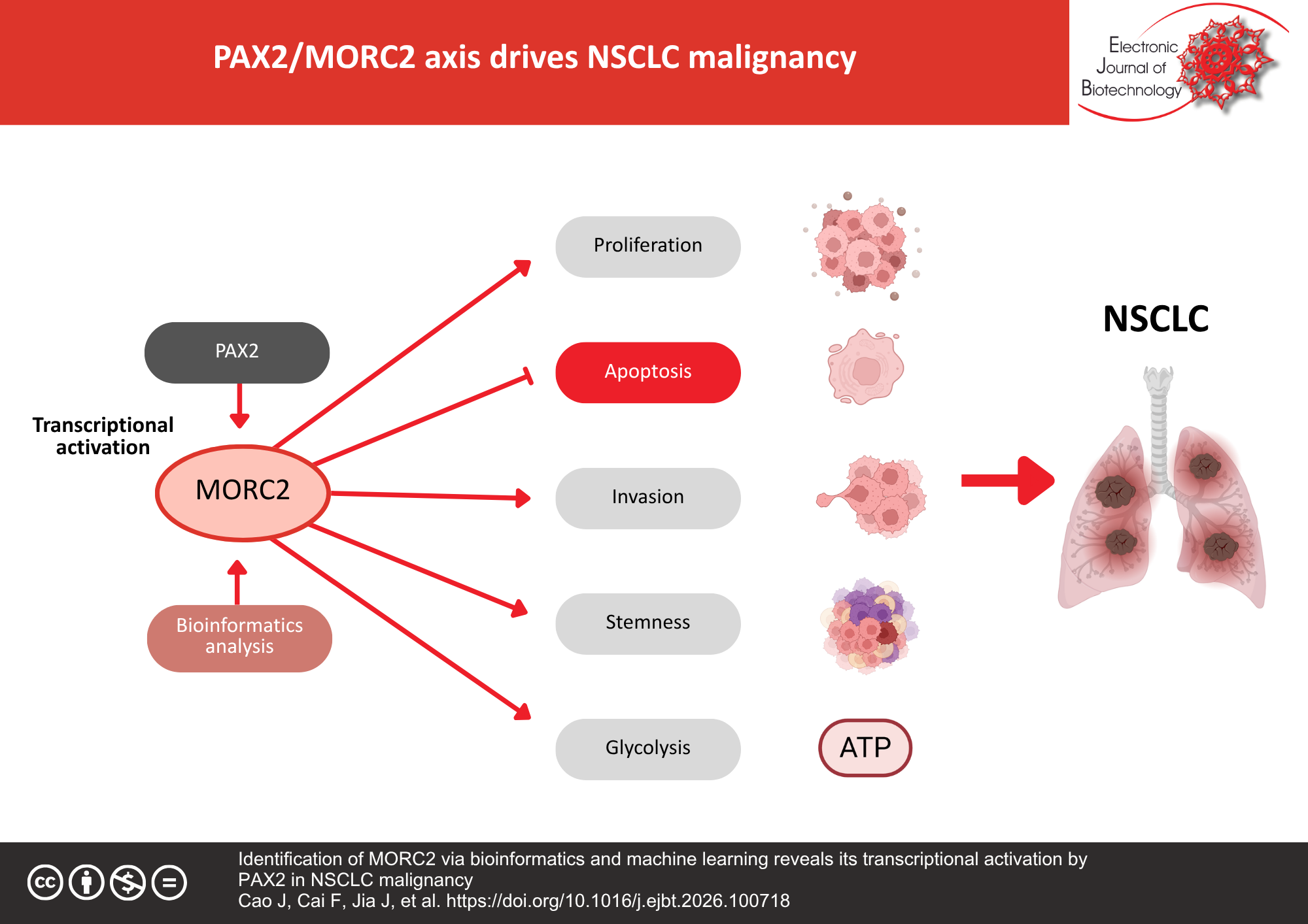 Identification of MORC2 via bioinformatics and machine learning reveals its transcriptional activation by PAX2 in NSCLC malignancy
