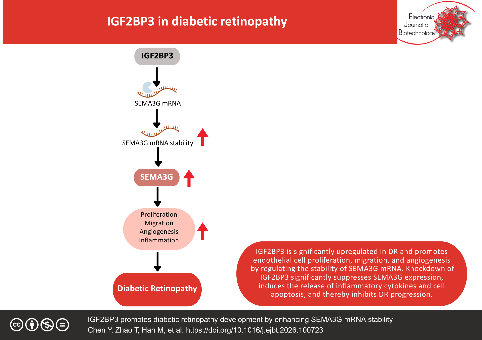 IGF2BP3 promotes diabetic retinopathy development by enhancing SEMA3G mRNA stability