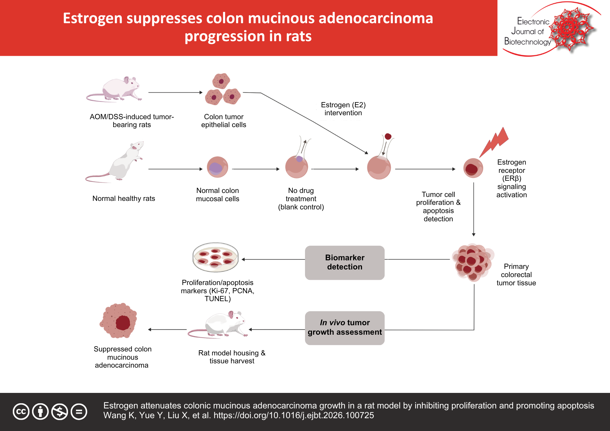 Estrogen attenuates colonic mucinous adenocarcinoma growth in a rat model by inhibiting proliferation and promoting apoptosis